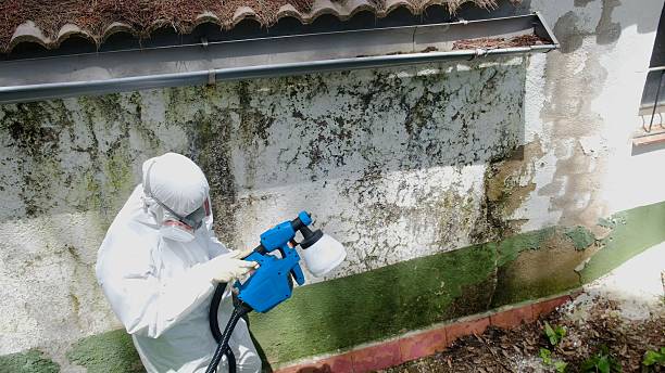 Top rated local Black Mold Remediation specialists in Paoli, PA